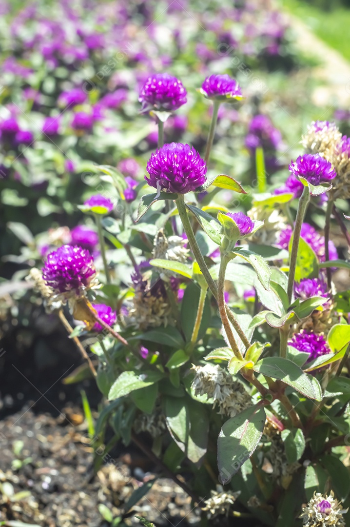 Flores, vários tipos de flores coloridas com cores