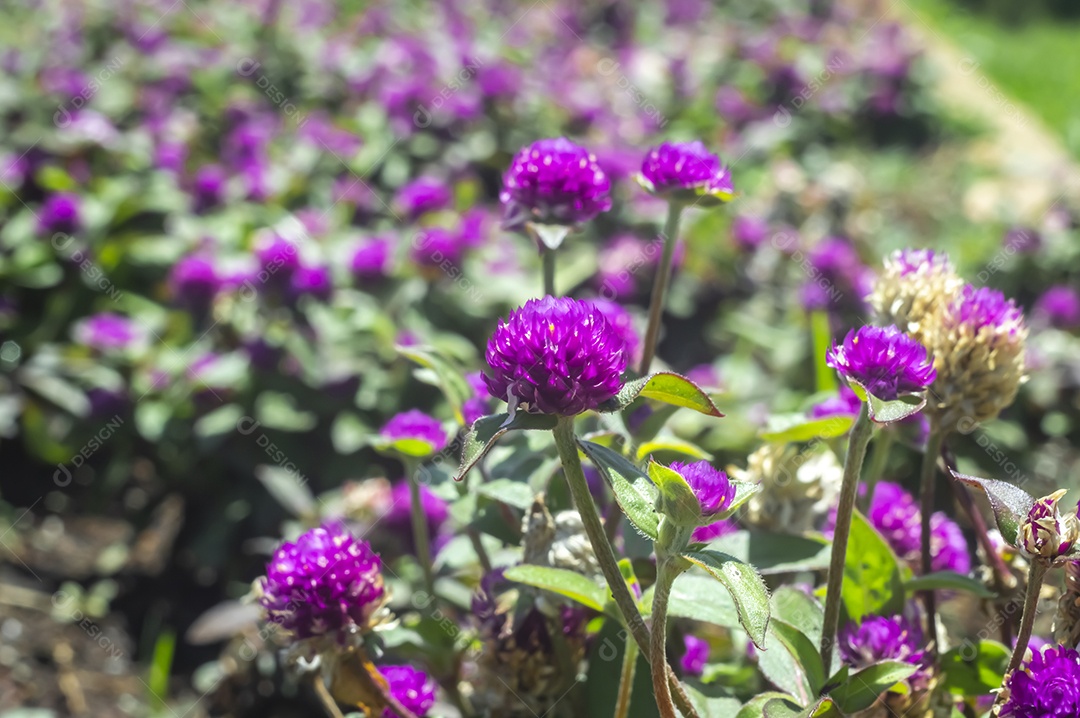 Flores, vários tipos de flores coloridas com cores
