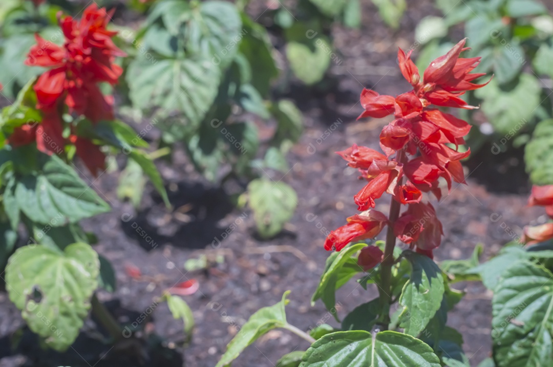 Flores, vários tipos de flores coloridas com cores