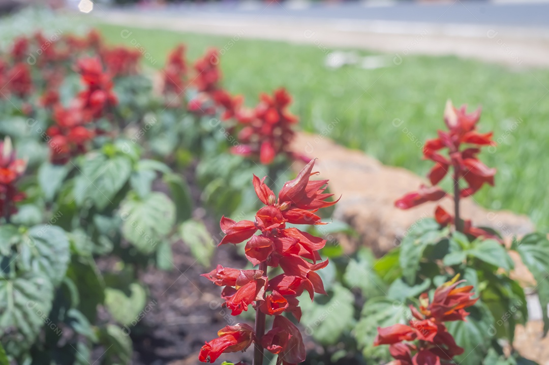 Flores, vários tipos de flores coloridas com cores