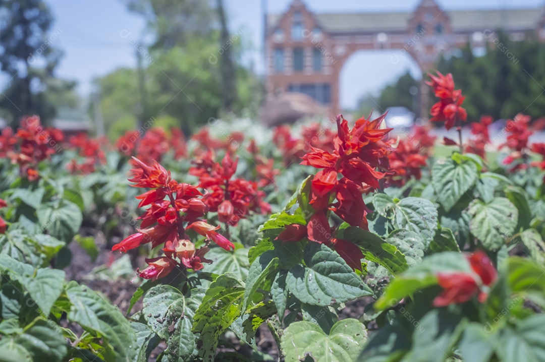Flores, vários tipos de flores coloridas com cores