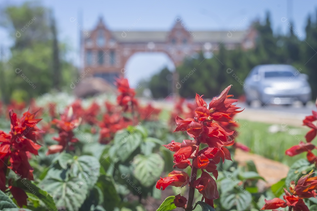Flores, vários tipos de flores coloridas com cores
