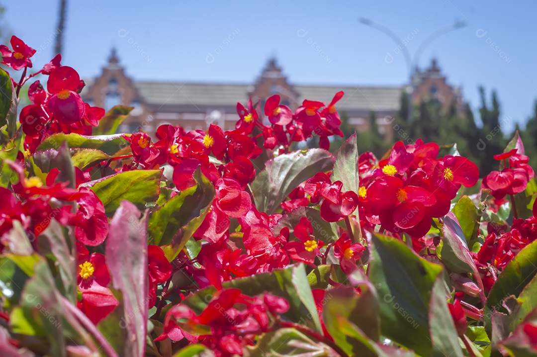 Flores, vários tipos de flores coloridas com cores