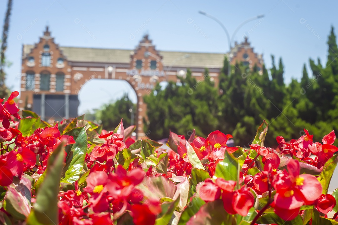 Flores, vários tipos de flores coloridas com cores