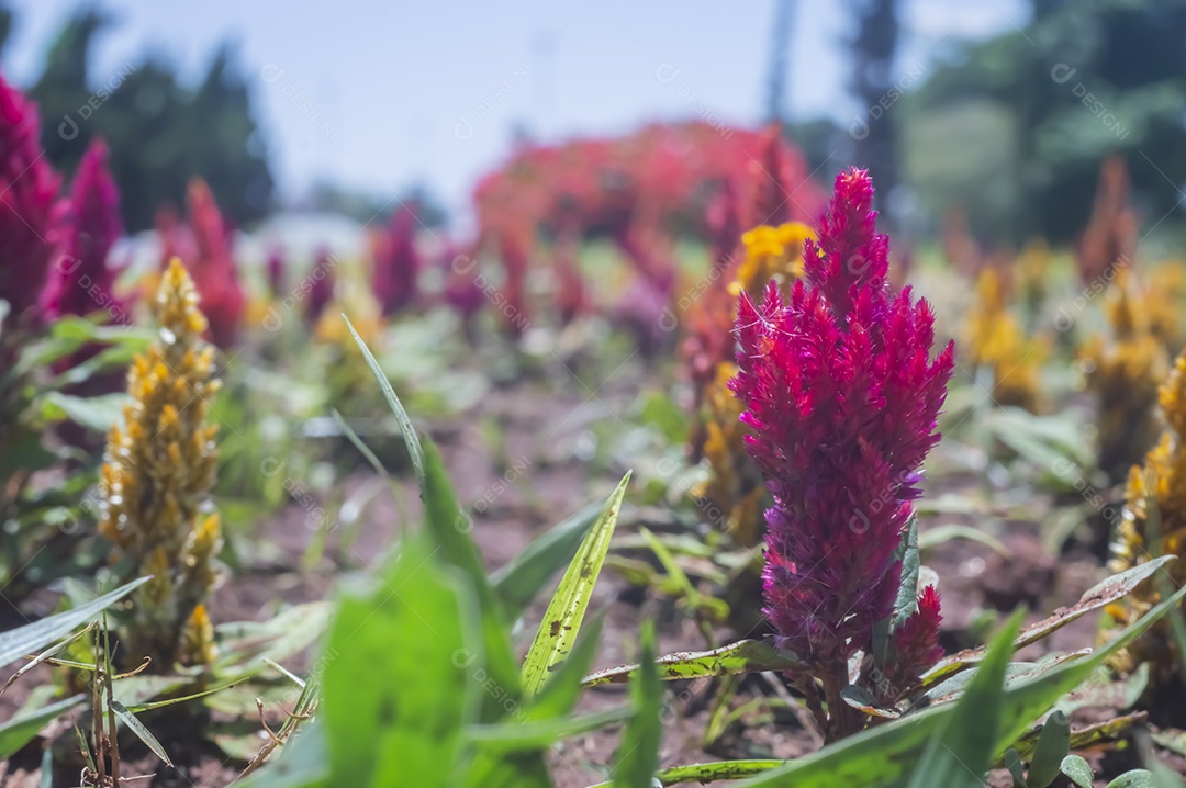 Flores, vários tipos de flores coloridas com cores