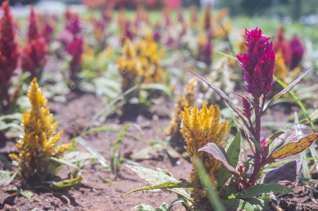 Flores, vários tipos de flores coloridas com cores
