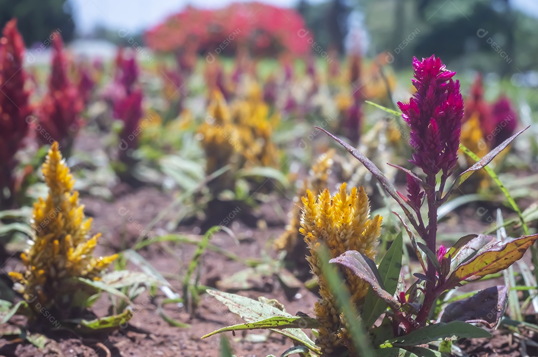 Flores, vários tipos de flores coloridas com cores