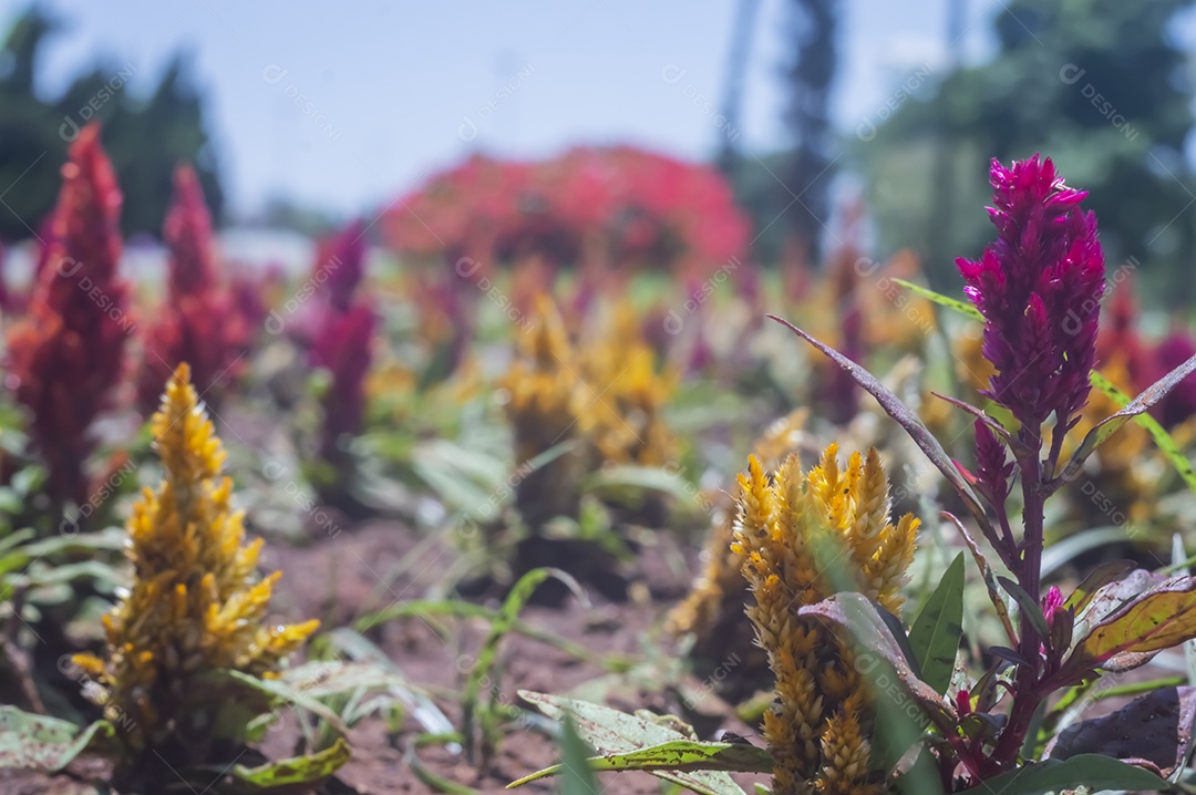 Flores, vários tipos de flores coloridas com cores