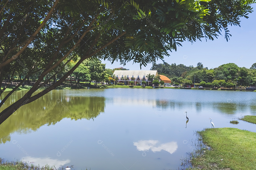 Paisagem com lago, árvore, cisnes e uma casa ao fundo, luz natural.