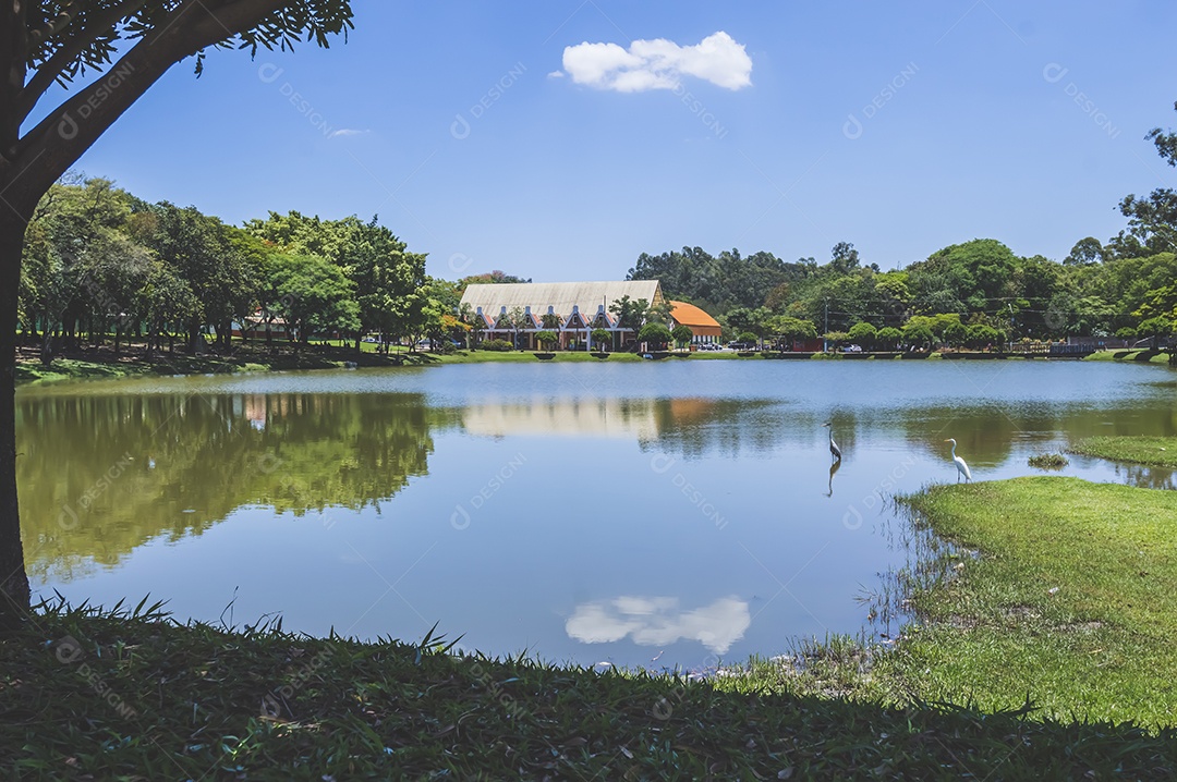 Paisagem com lago, árvore, cisnes e uma casa ao fundo, luz natural.
