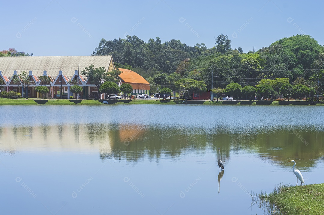 Paisagem com lago, árvore, cisnes e uma casa ao fundo, luz natural.