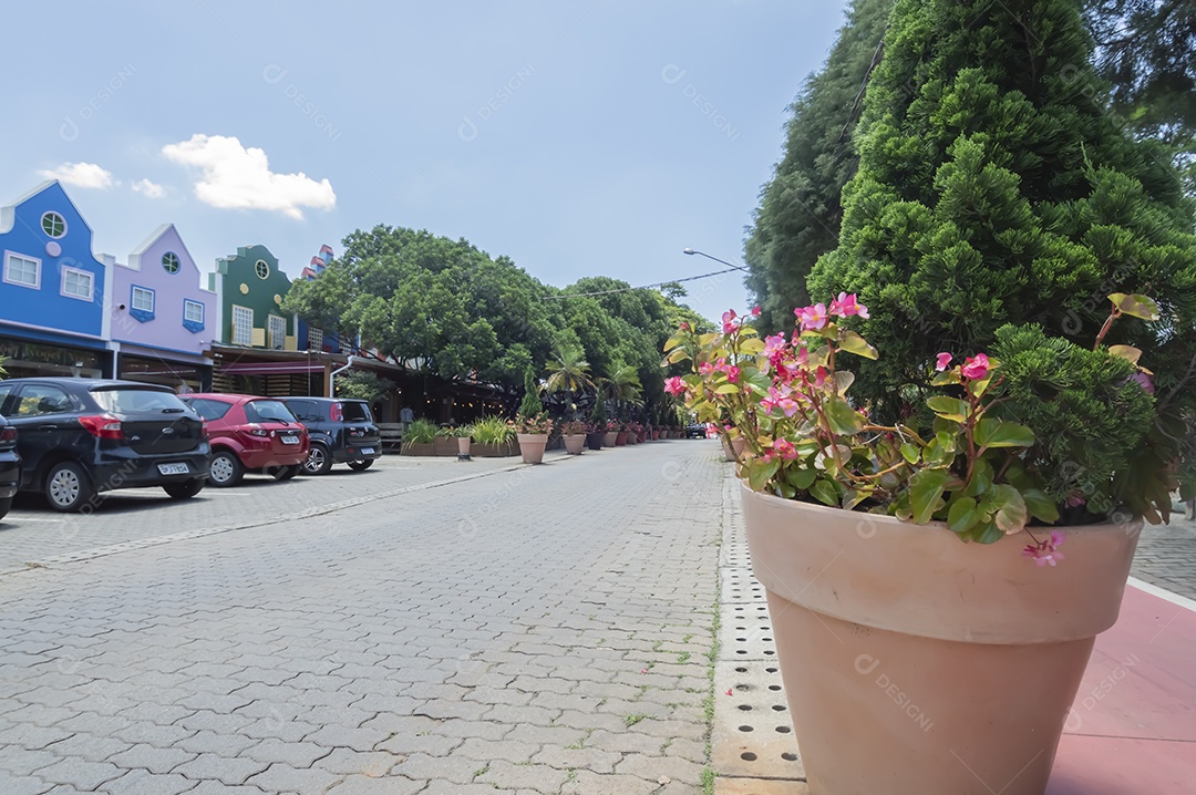 Pinheiro de Natal com céu bem azul ao fundo.