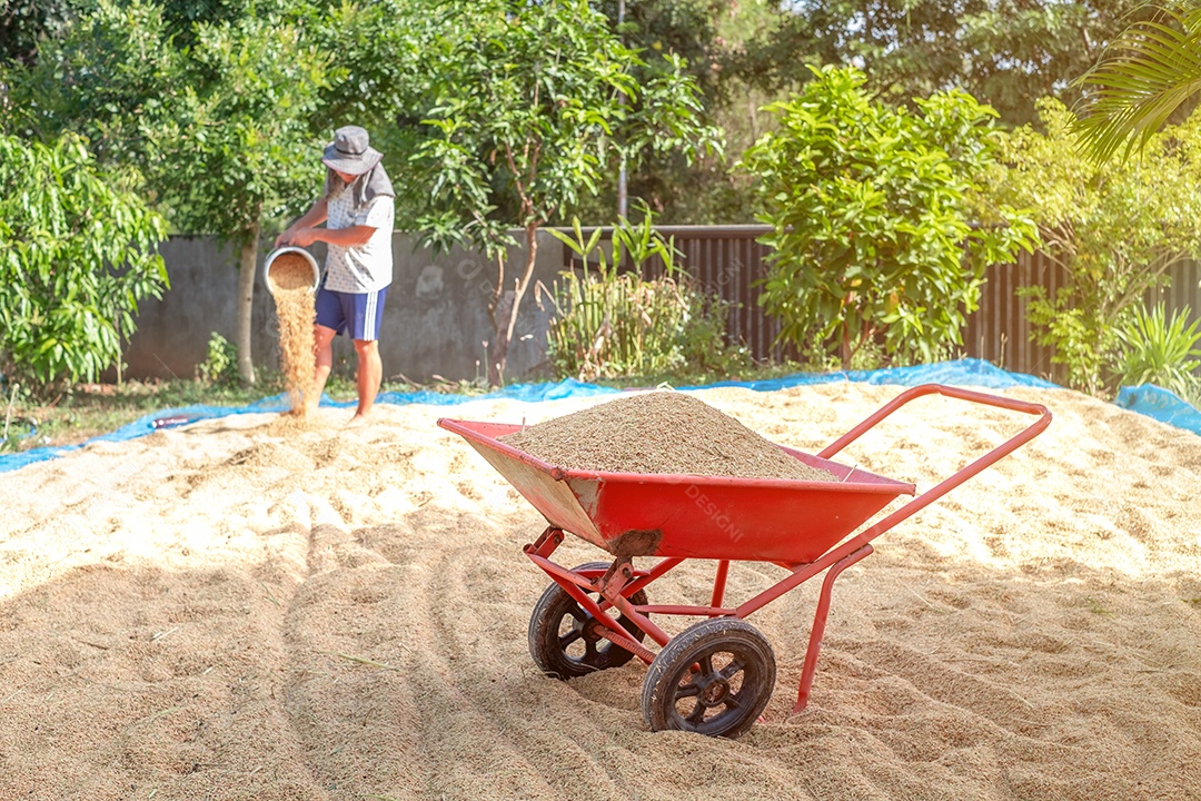 Muitos grãos de arroz no carrinho, agricultor secando arroz na área de rede