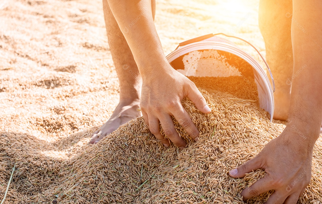 Mãos do homem recolhendo grãos de arroz em baldes para secar