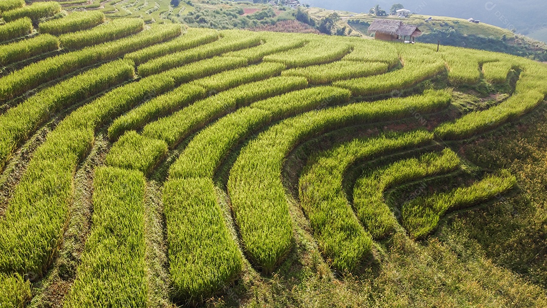 Vista aérea do terraço de arroz Tailândia