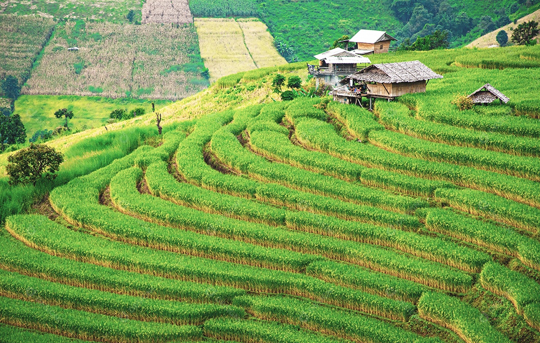 Vista aérea do terraço de arroz Tailândia