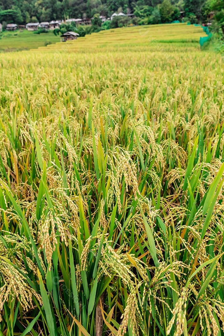 Vista aérea do terraço de arroz Tailândia