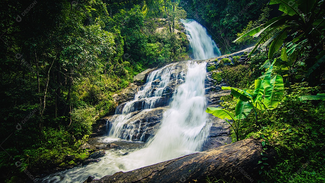 Bela floresta tropical na trilha natural no parque nacional Tailândia