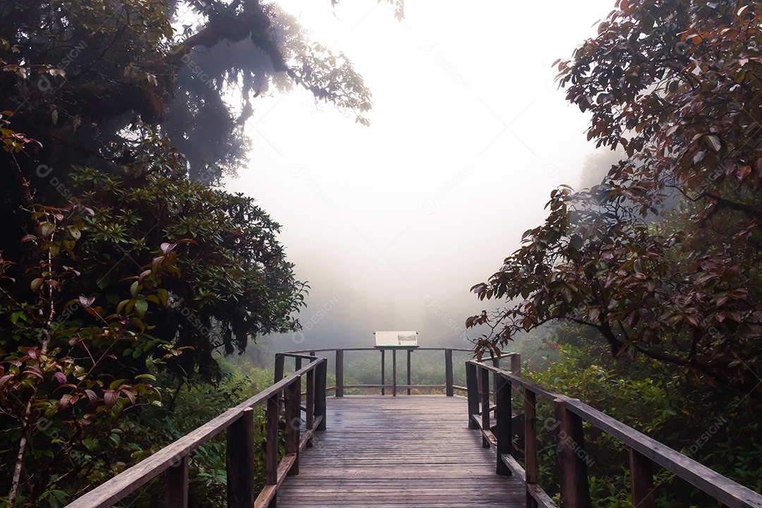 Bela floresta tropical na trilha natural no parque nacional Tailândia