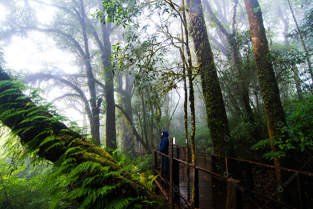 Bela floresta tropical na trilha natural no parque nacional Tailândia
