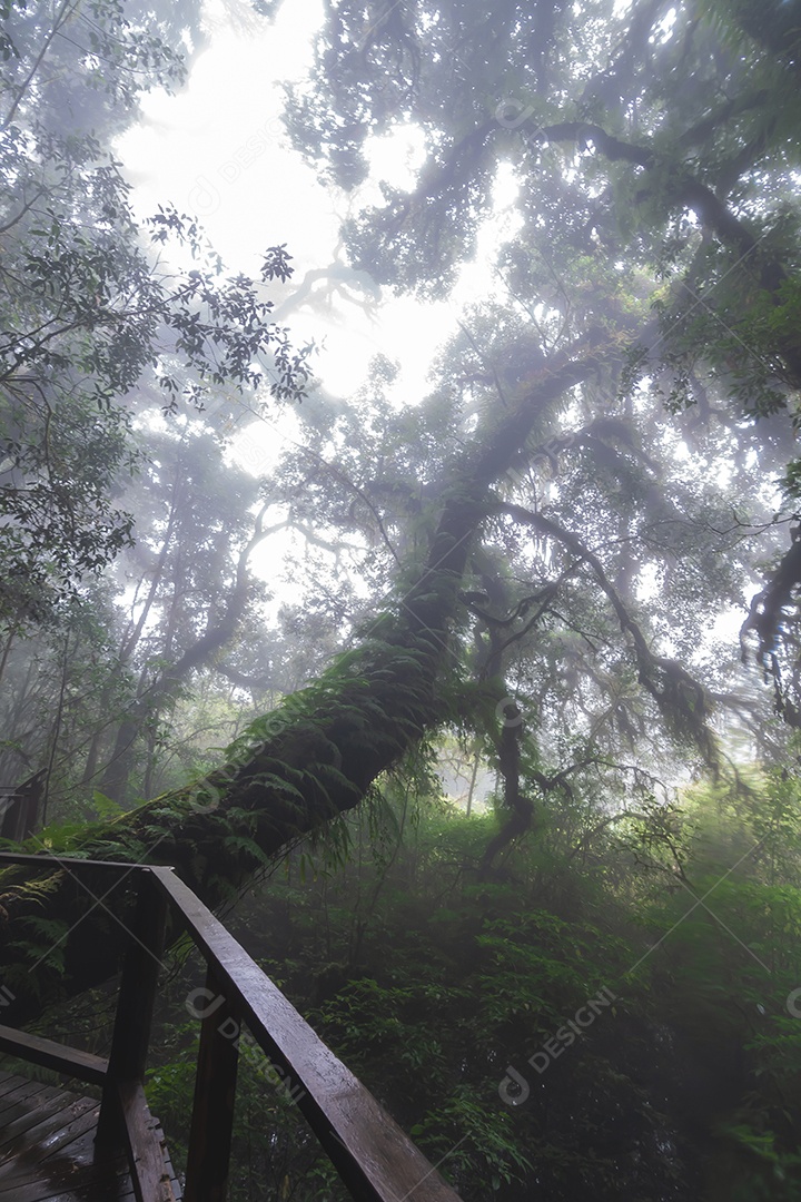 Bela floresta tropical na trilha natural no parque nacional Tailândia
