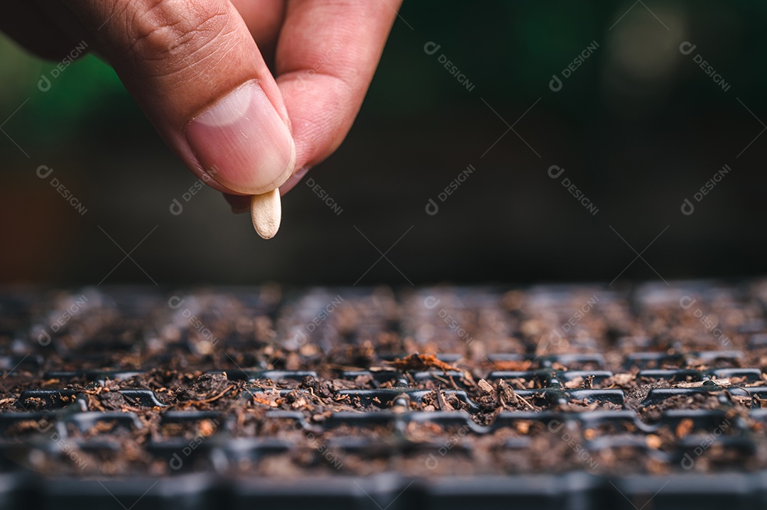 Cultive legumes e frutas em bandejas de plantio. crescente