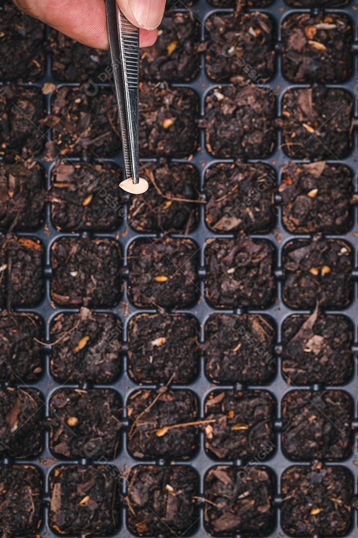 Cultive legumes e frutas em bandejas de plantio. crescente
