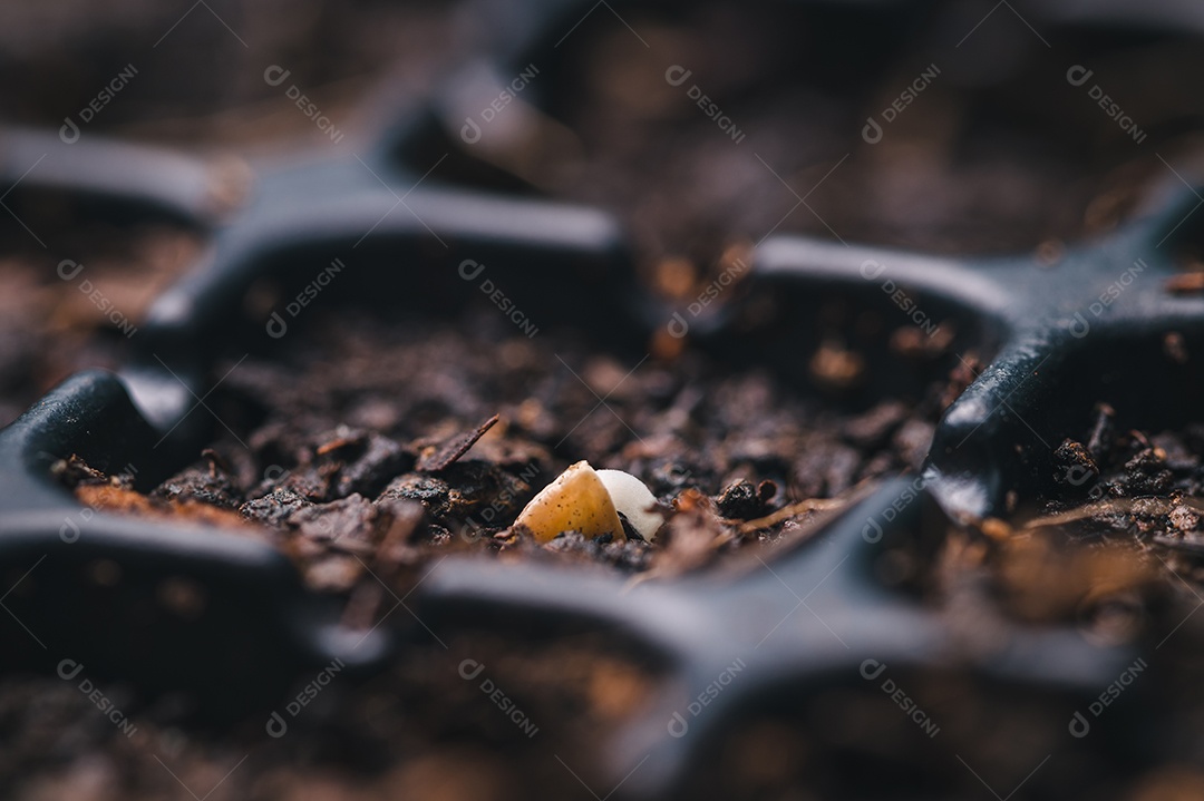 Cultive legumes e frutas em bandejas de plantio. crescente