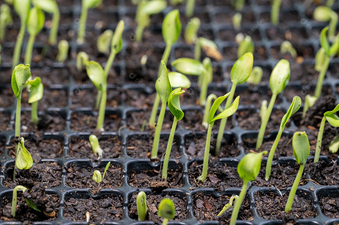 Cultive legumes e frutas em bandejas de plantio. crescente