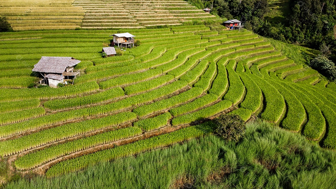 Vista aérea do terraço de arroz Tailândia