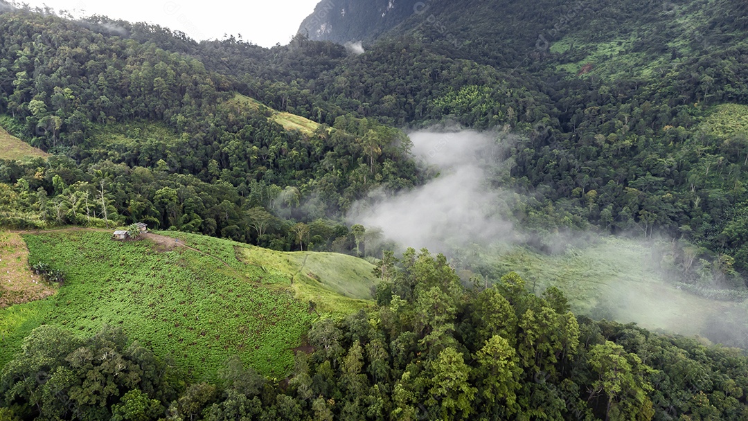 Bela floresta tropical na trilha natural no parque nacional Tailândia