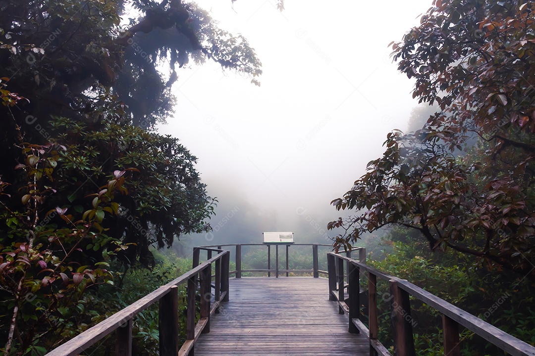 Bela floresta tropical na trilha natural no parque nacional Tailândia