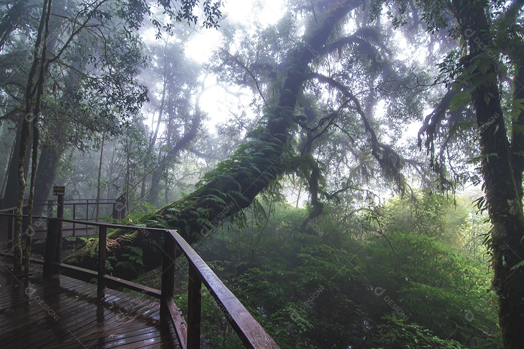 Bela floresta tropical na trilha natural no parque nacional Tailândia