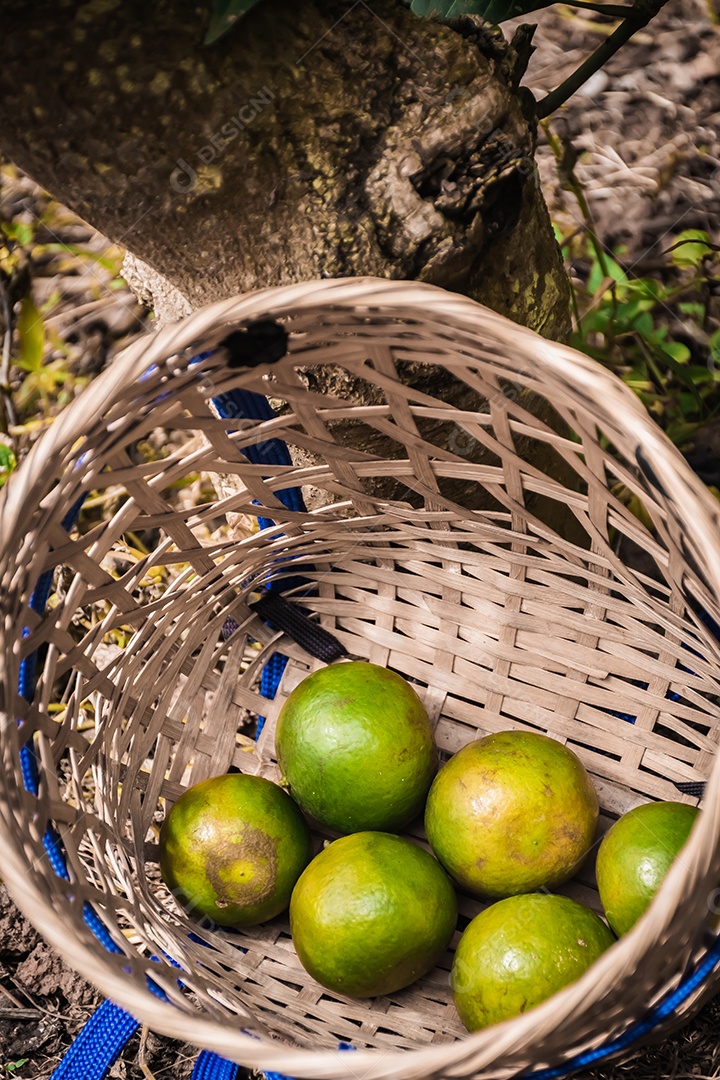 Aproximação tangerina amadurecendo na árvore