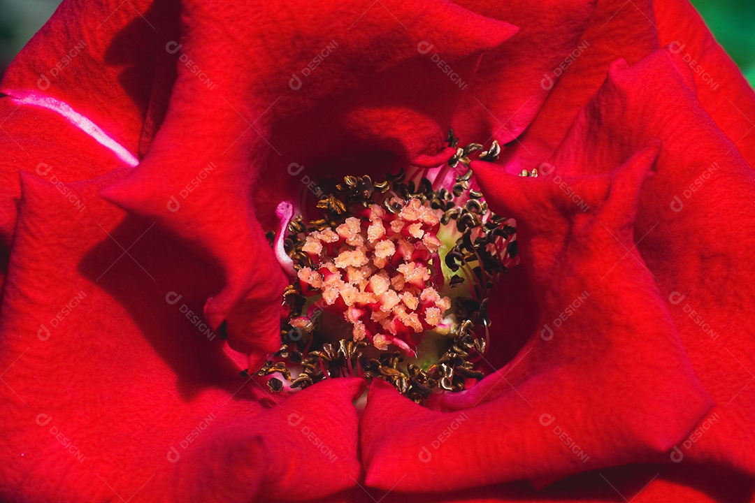 Feche macro de antera e estigma de rosas vermelhas durante o dia.