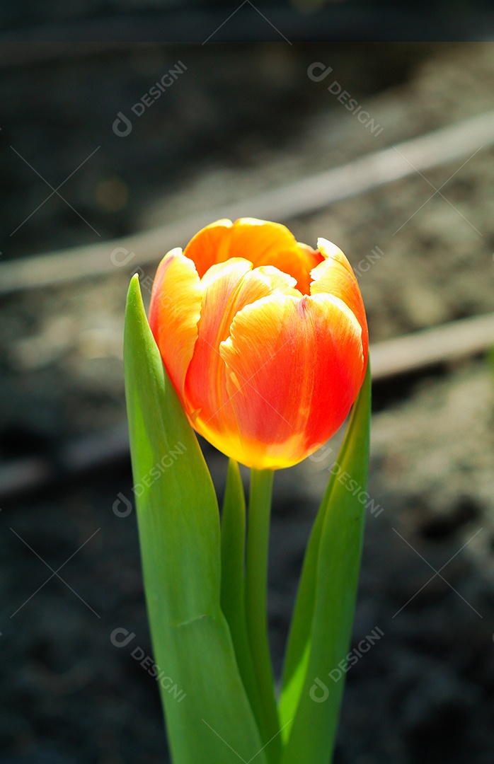 A flor das tulipas alaranjadas isoladas está florescendo no inverno ou na primavera