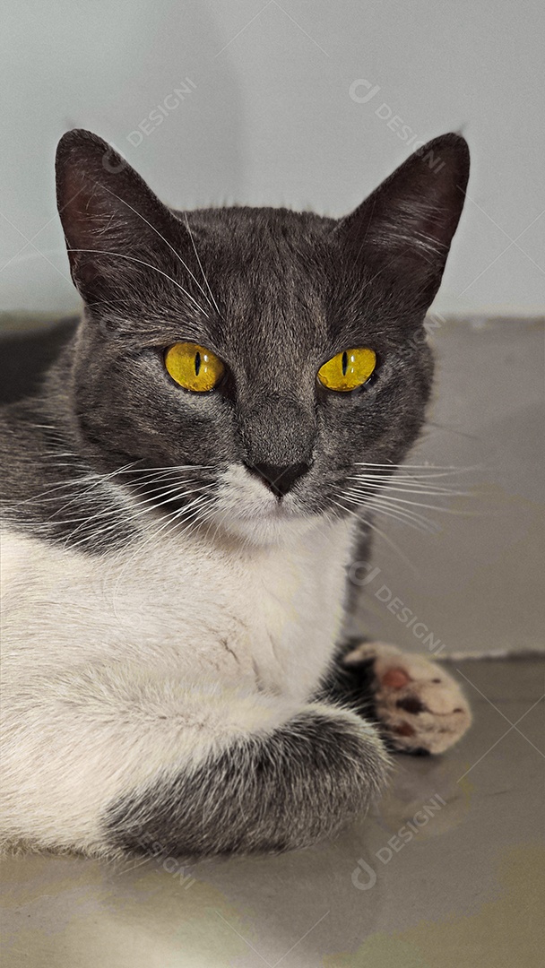 Gato bonito animal domestico deitado