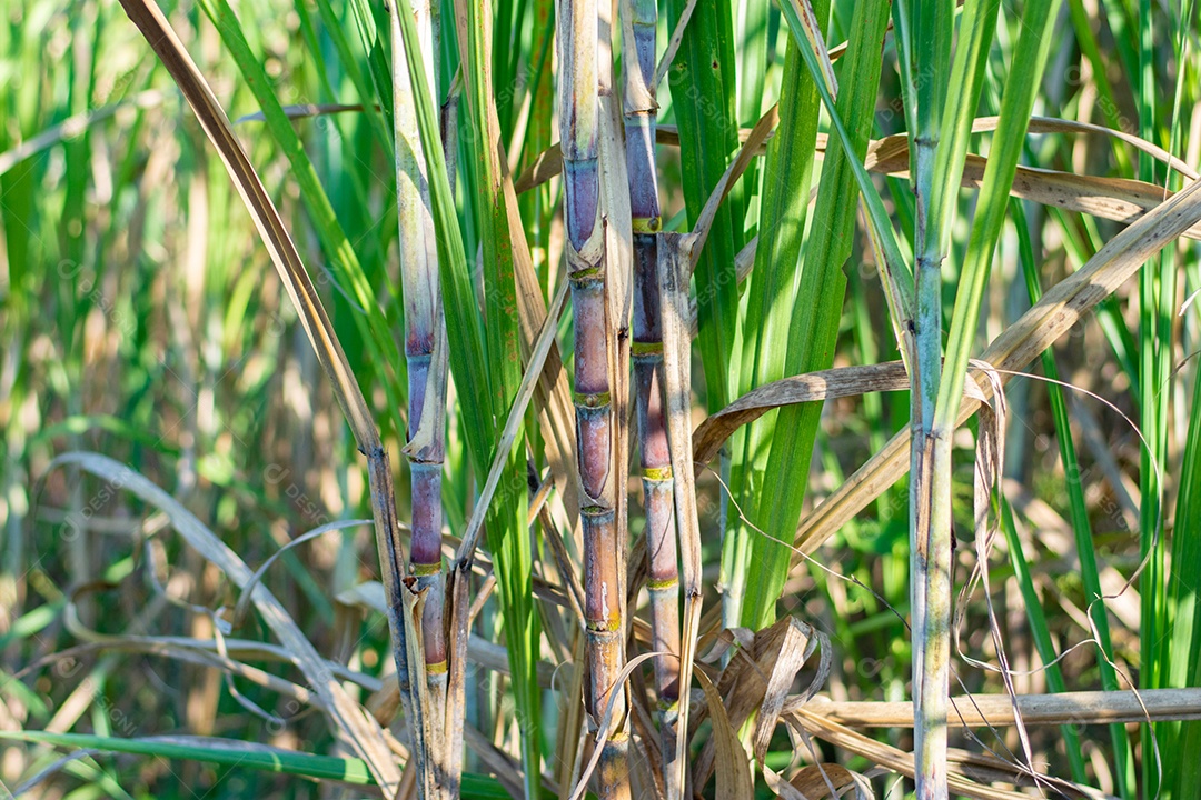 Plantação de cana-de-açúcar