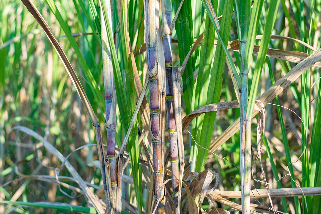 Plantação de cana-de-açúcar
