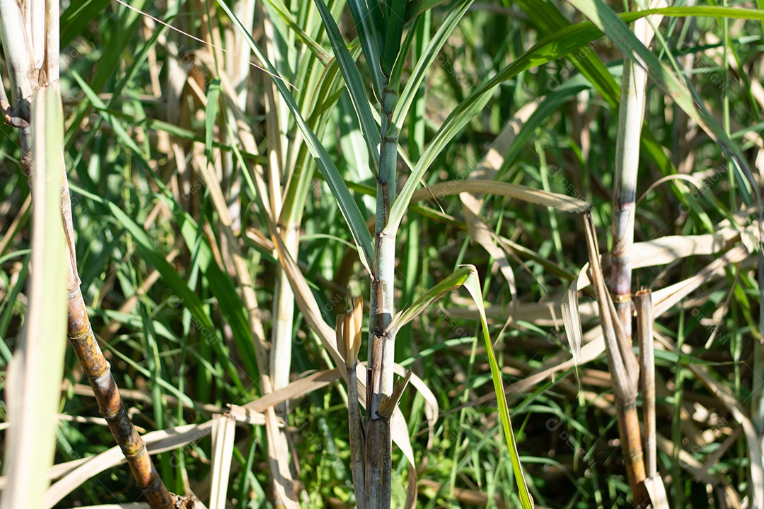 Plantação de cana-de-açúcar