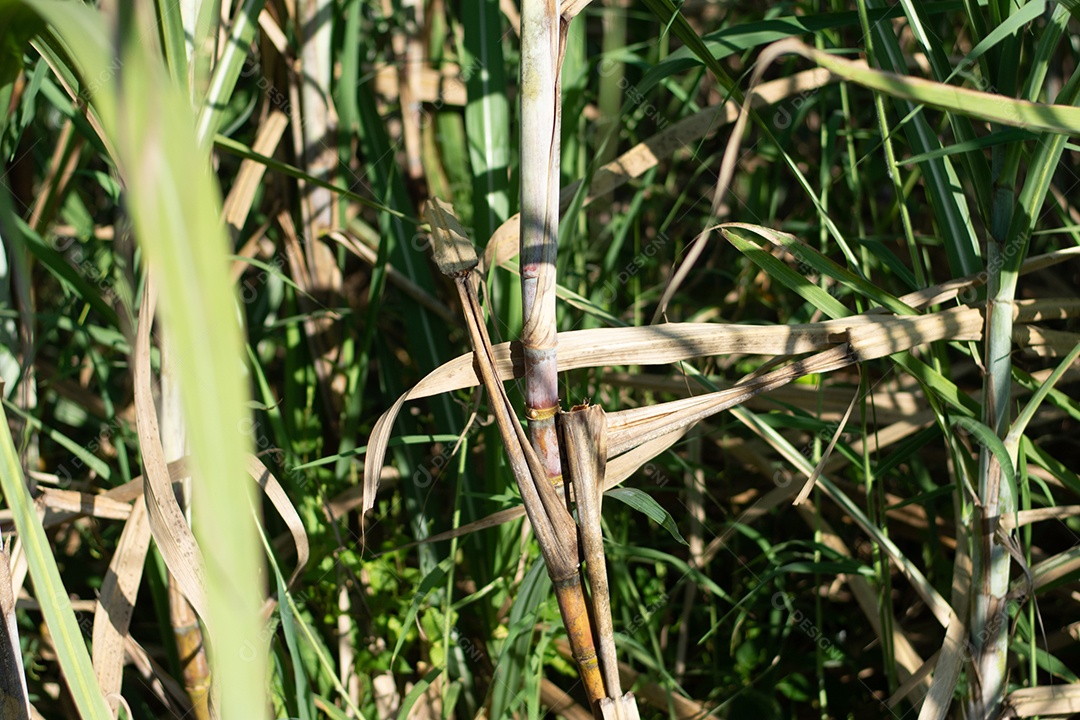Plantação de cana-de-açúcar
