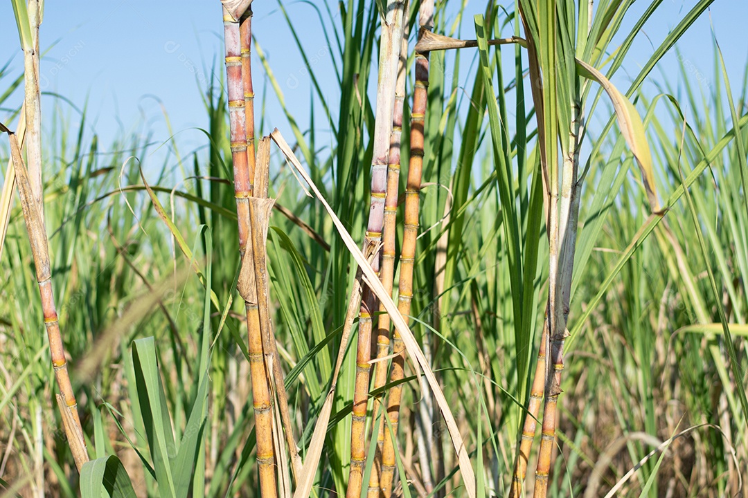 Plantação de cana-de-açúcar