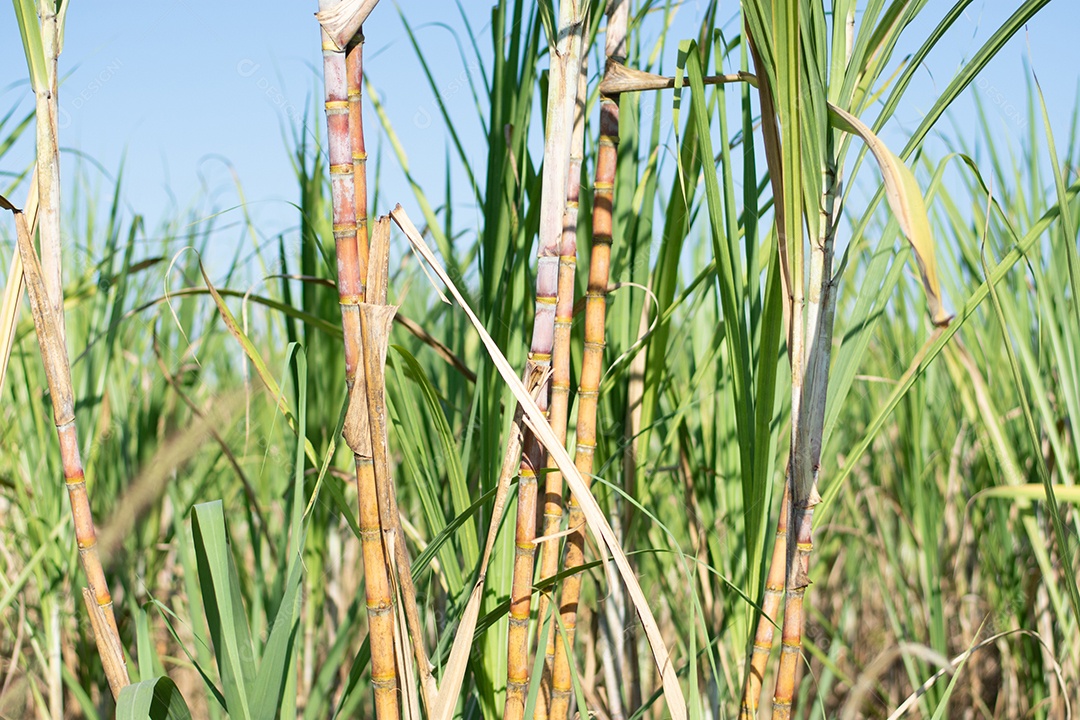Plantação de cana-de-açúcar