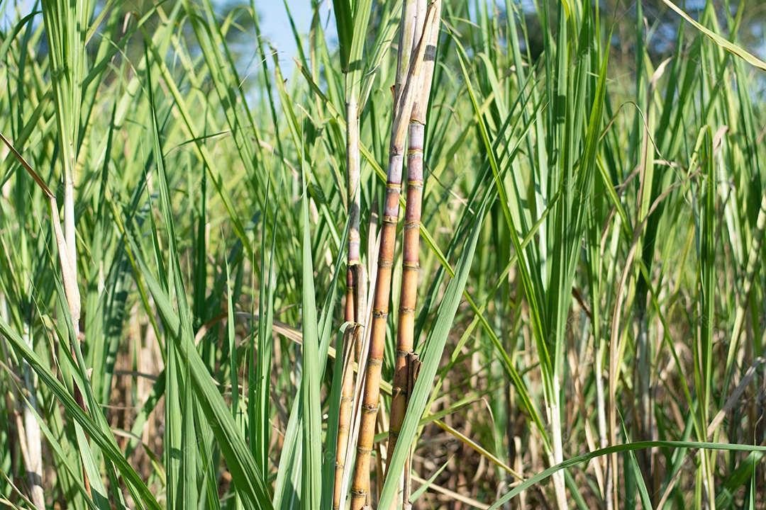 Plantação de cana-de-açúcar