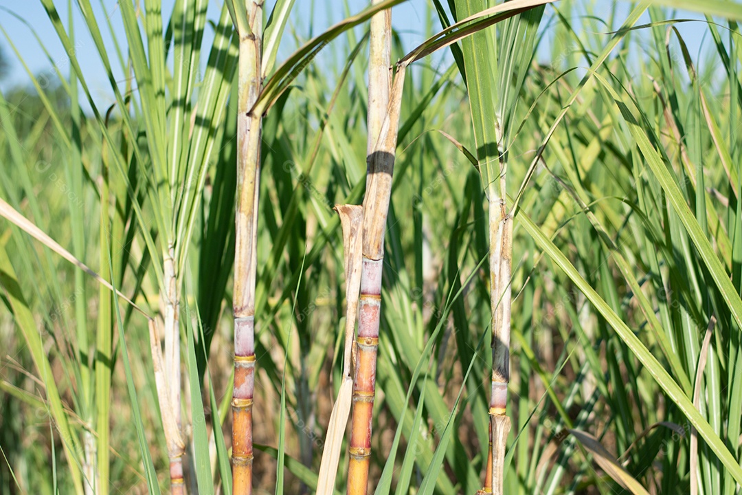 Plantação de cana-de-açúcar