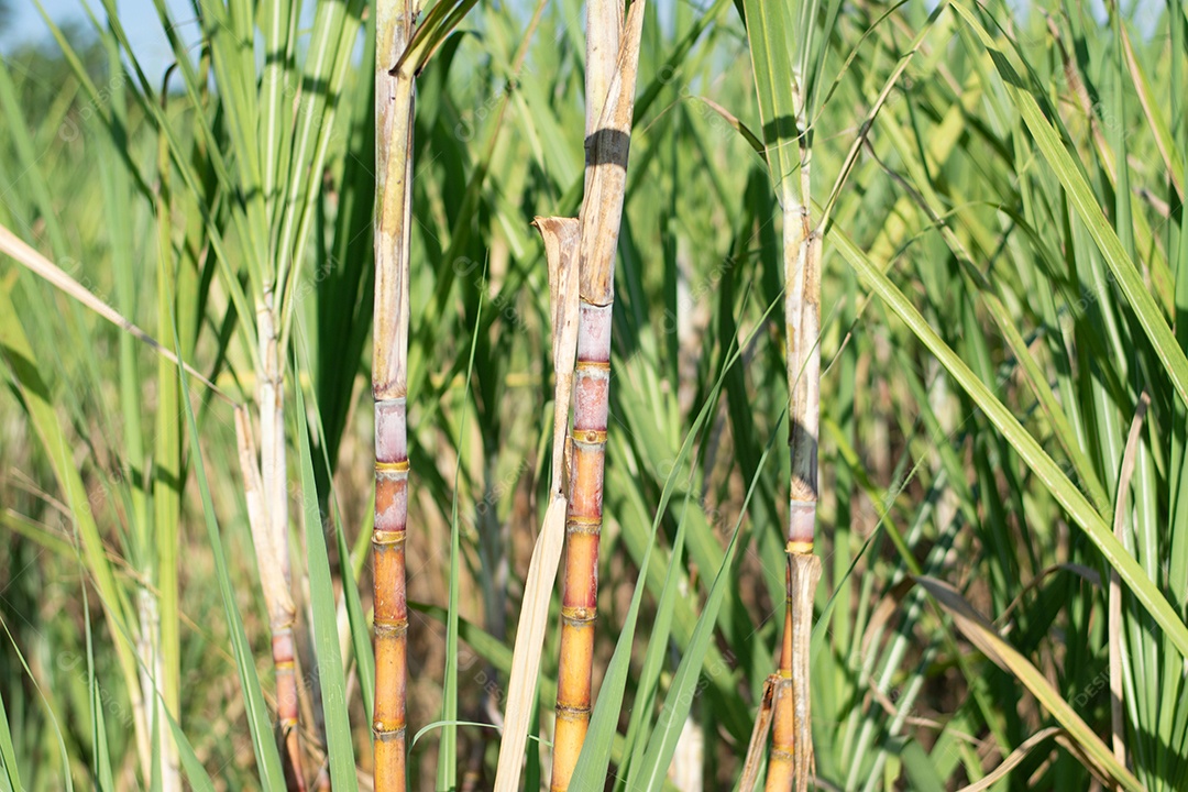 Plantação de cana-de-açúcar