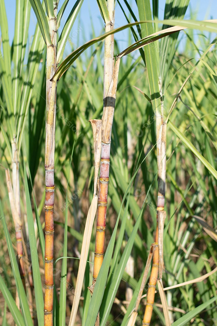 Plantação de cana-de-açúcar
