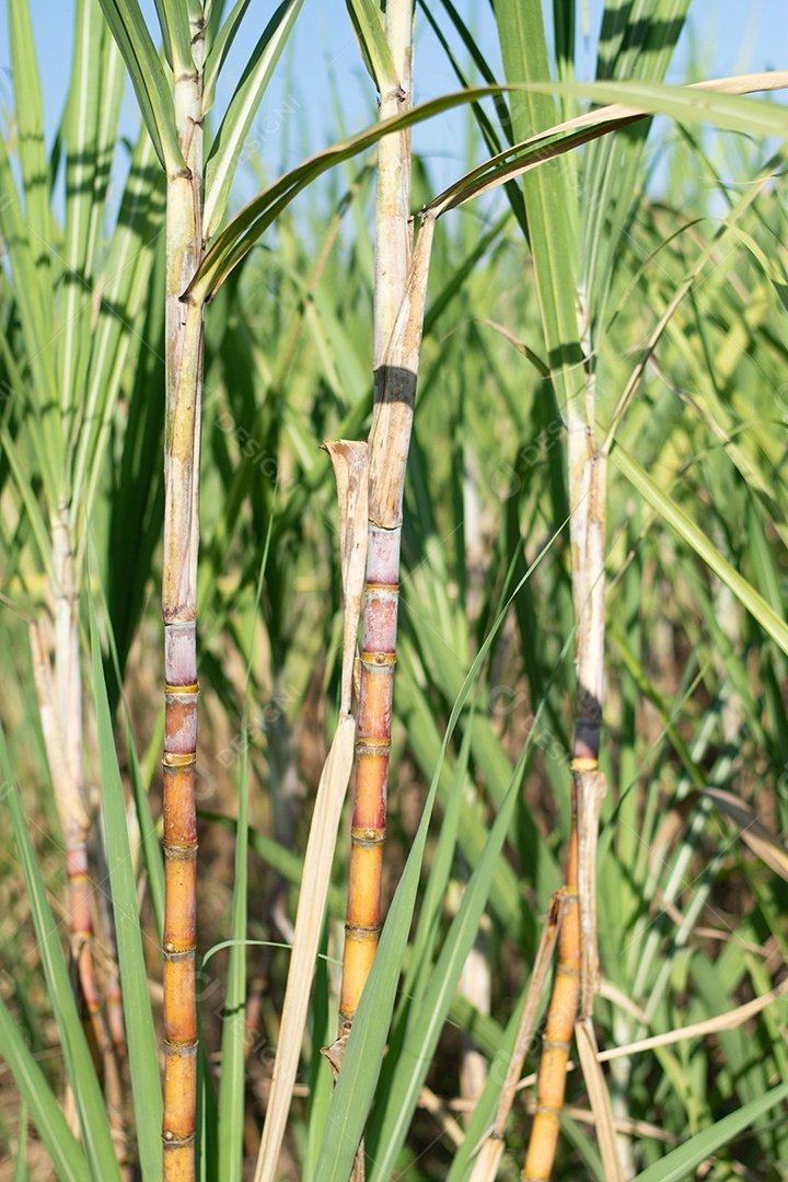 Plantação de cana-de-açúcar