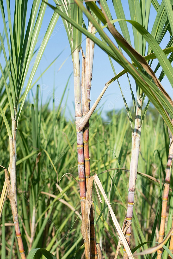 Plantação de cana-de-açúcar