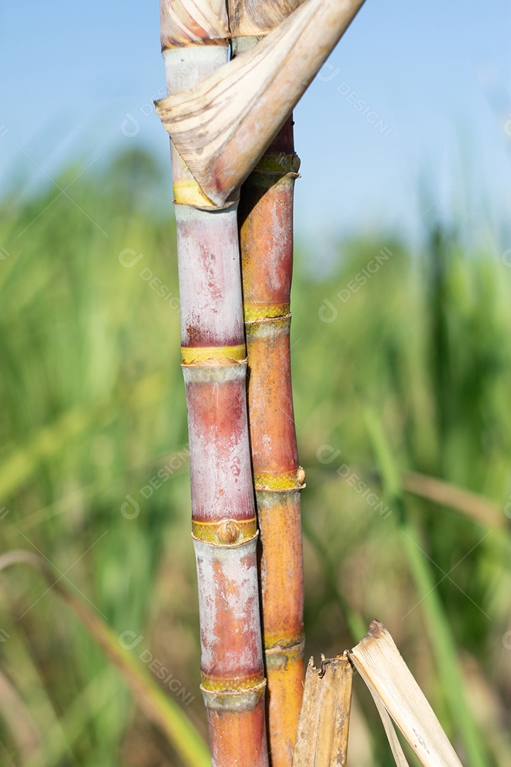 Plantação de cana-de-açúcar